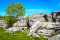 Tree growing from limestone pavement. Royalty Free Stock Photo