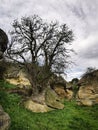 A tree growing in the middle of sandstone boulders at a geological park