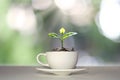 Tree growing on money pile in white coffee cup with blurred green nature background. Royalty Free Stock Photo