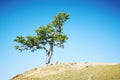 Tree growing at mountain top Royalty Free Stock Photo