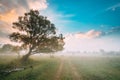 Tree Growing Near Country Road. Morning Sunrise Sky Over Misty Meadow Landscape. Autumn Royalty Free Stock Photo