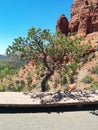 Tree growing next to path in Sedona Royalty Free Stock Photo