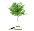 Tree growing from the old book. Knowledge growth from education concept. Royalty Free Stock Photo