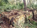 Tree growing through old car