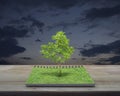 Tree growing from an open book, Business ecological concept Royalty Free Stock Photo