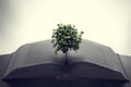 Tree growing from an open book. Education, imagination, creativity Royalty Free Stock Photo
