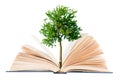 Tree growing from open book on white background