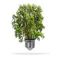 Tree growing out of bulb - green energy eco concept Royalty Free Stock Photo