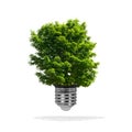 Tree growing out of bulb - green energy eco concept Royalty Free Stock Photo