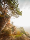 a tree growing out of a cliff face with a foggy sky in the background and a few clouds in the distance Royalty Free Stock Photo