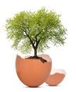 Tree growing out of the egg Royalty Free Stock Photo