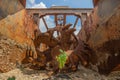 A tree growing out of an old wrecked rusty boat Royalty Free Stock Photo