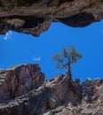 Tree Growing Out of Rock, Box Canyon Falls, Ouray, Colorado Royalty Free Stock Photo