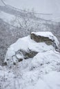 Tree growing out of rock on edge of mountain Royalty Free Stock Photo