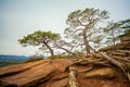 a tree that is growing out of a rock on a hill side with a sky background and a few trees, a jigsaw puzzle Royalty Free Stock Photo