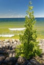 Tree growing out of rocks along Lake Michigan shoreline on a sunny summer afternoon Royalty Free Stock Photo