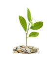 Tree growing from pile of coins Royalty Free Stock Photo