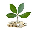 Tree growing from pile of coins Royalty Free Stock Photo
