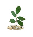 Tree growing from pile of coins Royalty Free Stock Photo