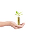 Tree growing from pile of coins