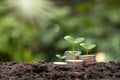 The tree is growing on a pile of coins with a natural backdrop, blurry green, money-saving ideas. Royalty Free Stock Photo