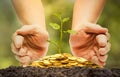 A tree growing from pile of coins Royalty Free Stock Photo