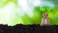 Tree growing on pile of money bag in a savings on soil with sunlight bokeh green nature background. business investment ideas and Royalty Free Stock Photo