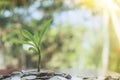 Tree growing from pile of stacked lots coins with blurred background, Money stack for business planning investment and saving Royalty Free Stock Photo