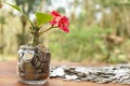 Tree growing from pile of stacked lots coins with blurred background, Money stack for business planning investment