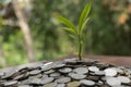 Tree growing from pile of stacked lots coins with blurred background, Money stack for business planning investment Royalty Free Stock Photo