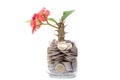 Tree growing from pile of stacked lots coins with blurred background, Money stack for business planning investment