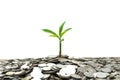 Tree growing from pile of stacked lots coins with blurred background, Money stack for business planning investment Royalty Free Stock Photo