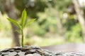 Tree growing from pile of stacked lots coins with blurred background, Money stack for business planning investment Royalty Free Stock Photo