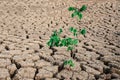 Tree growing racked and dry soil in arid areas