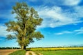 Tree growing by the roadside dearly in spring