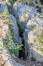 Tree growing in a rock crevice