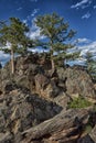 Tree growing on the rocks Royalty Free Stock Photo