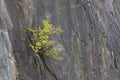 Tree growing from a rocky cliff Royalty Free Stock Photo