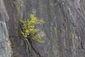 Tree growing from a rocky cliff