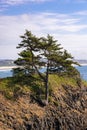 Tree on Coastal Hillside Royalty Free Stock Photo