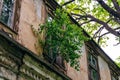 Tree growing from ruined abandoned house Royalty Free Stock Photo