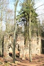 Tree growing in the ruins of the chapel of St. Mary Magdalene Royalty Free Stock Photo