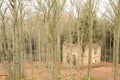 Tree growing in the ruins of the chapel of St. Mary Magdalene Royalty Free Stock Photo