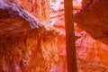 Tree growing in between sandstone hoodoos in Bryce Canyon Royalty Free Stock Photo