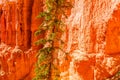 Tree in Bryce Canyon Royalty Free Stock Photo