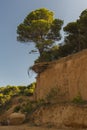 Vrgada Island, a tree growing in the hillside above the sandy beach Royalty Free Stock Photo