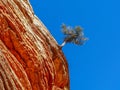 Tree growing in the sandstone in Zion national park - Utah Royalty Free Stock Photo