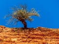 Tree growing in the sandstone in Zion national park - Utah Royalty Free Stock Photo