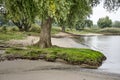 Tree on a river beach Royalty Free Stock Photo