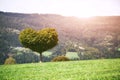 Tree growing in shape of heart.